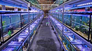 ������ ������ UV-LED